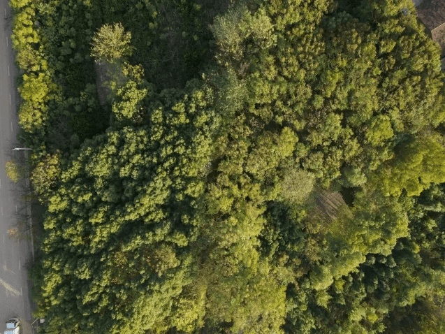Le scanner Lidar scanne les maisons et les forêts